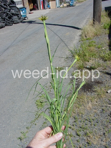 salsify, western